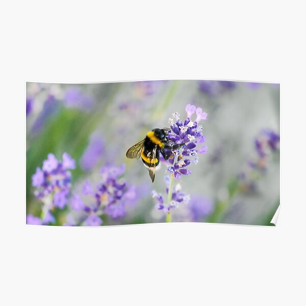 Bumblebee Poster
