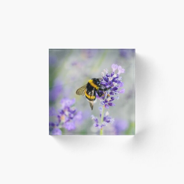 Bumblebee Acrylic Block