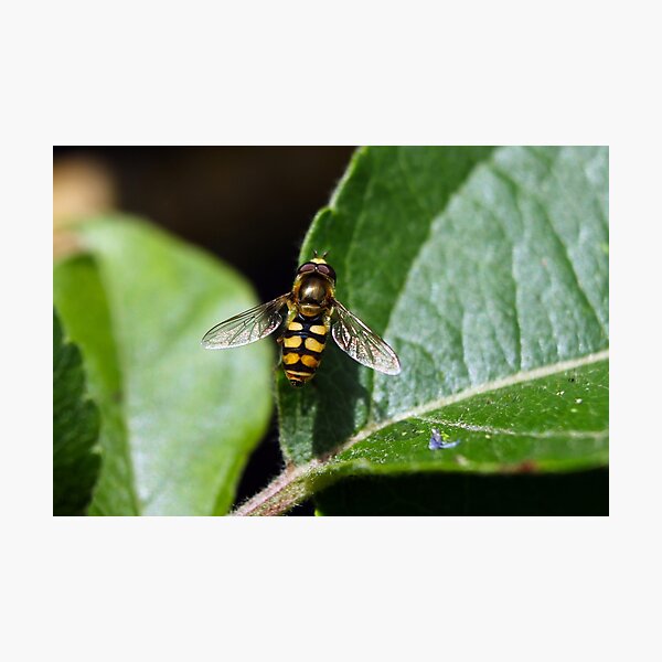 Hoverfly Photographic Print