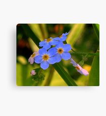 Forget-me-not Canvas Print