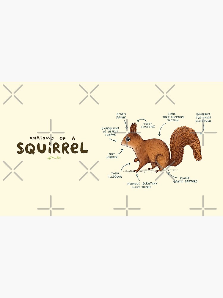 Anatomy of a Squirrel by SophieCorrigan