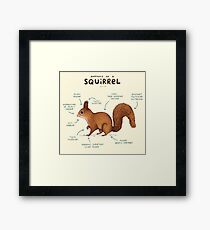 Anatomy of a Squirrel Framed Print