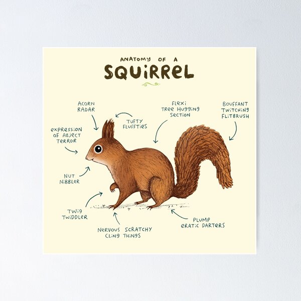 Item preview, Anatomy of a Squirrel designed and sold by Sophie Corrigan.