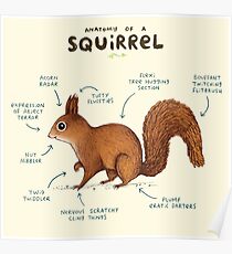 Anatomy of a Squirrel Poster
