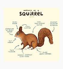 Anatomy of a Squirrel Photographic Print