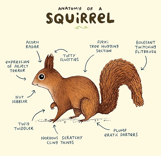 "Anatomy of a Squirrel" Photographic Print by SophieCorrigan Redbubble