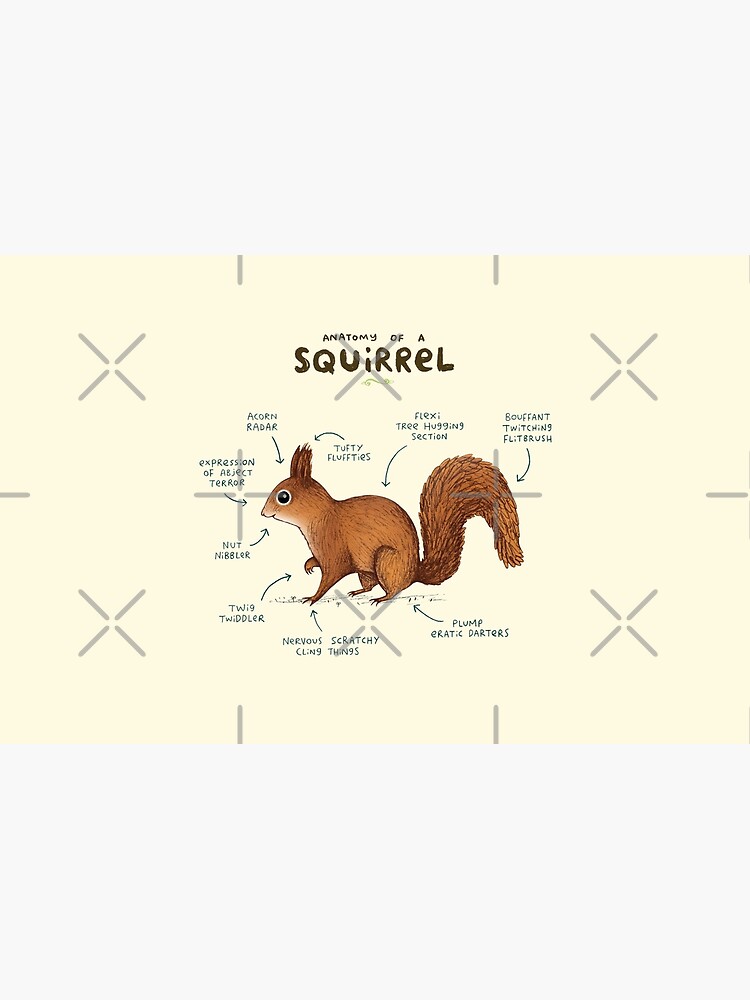 Anatomy of a Squirrel by SophieCorrigan