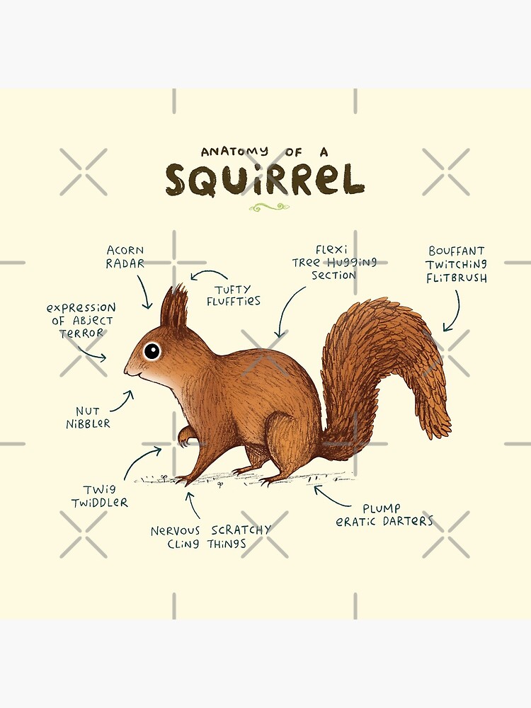 Anatomy of a Squirrel by SophieCorrigan
