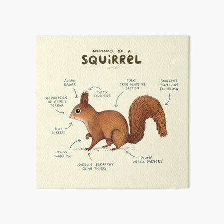 Anatomy of a Squirrel Art Board Print