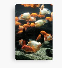 Goldfish Canvas Print