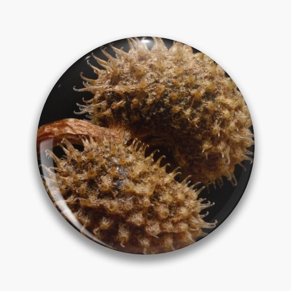 Item preview, Macro of Dry Spiky Seed Pod on Black Background designed and sold by Goiko7Margarita.