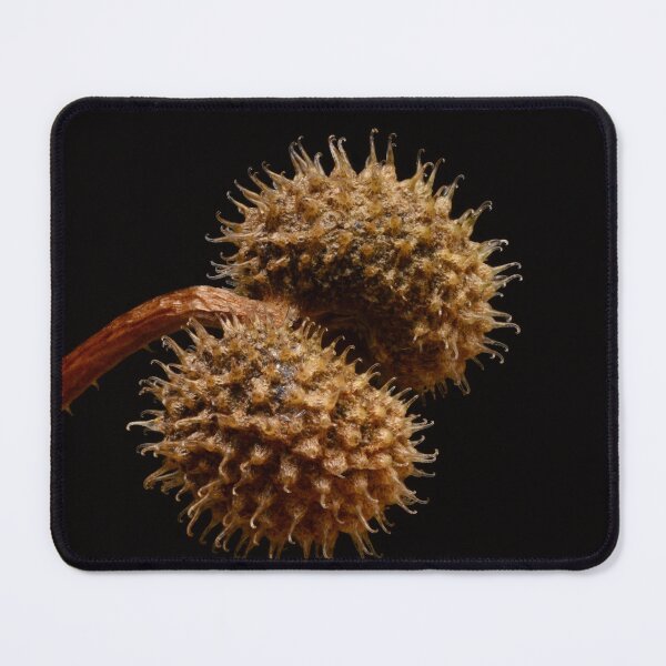 Item preview, Macro of Dry Spiky Seed Pod on Black Background designed and sold by Goiko7Margarita.