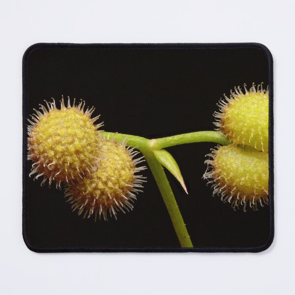 Item preview, Macro of Fresh Green Spiky Seed Pods on Black Background designed and sold by Goiko7Margarita.