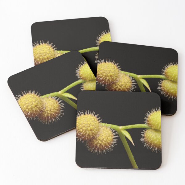 Item preview, Macro of Fresh Green Spiky Seed Pods on Black Background designed and sold by Goiko7Margarita.