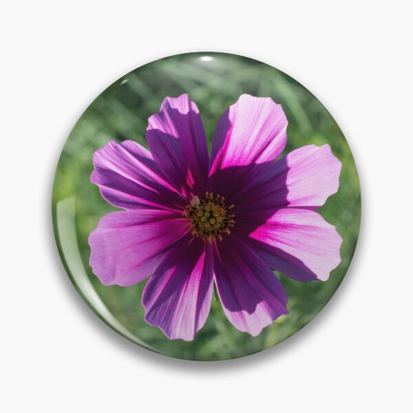 Item preview, Vibrant Pink Cosmos Blossom in Sunlight designed and sold by Georgia Mizuleva.