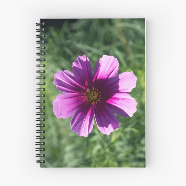 Item preview, Vibrant Pink Cosmos Blossom in Sunlight designed and sold by Georgia Mizuleva.
