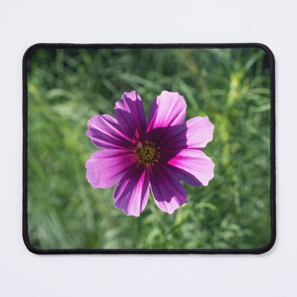 Item preview, Vibrant Pink Cosmos Blossom in Sunlight designed and sold by Georgia Mizuleva.