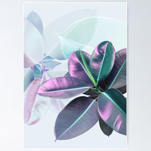 Violet Tropical Plant, Ficus Elastica Poster
