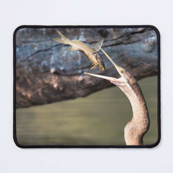 Item preview, African Darter Catching Fish – Wildlife Action Photography designed and sold by RastislavS.
