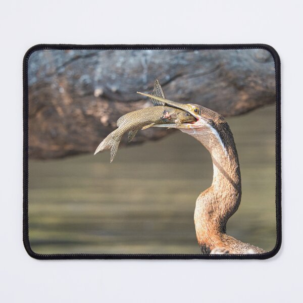 Item preview, African Darter with Fish – Wildlife Bird Photography designed and sold by RastislavS.