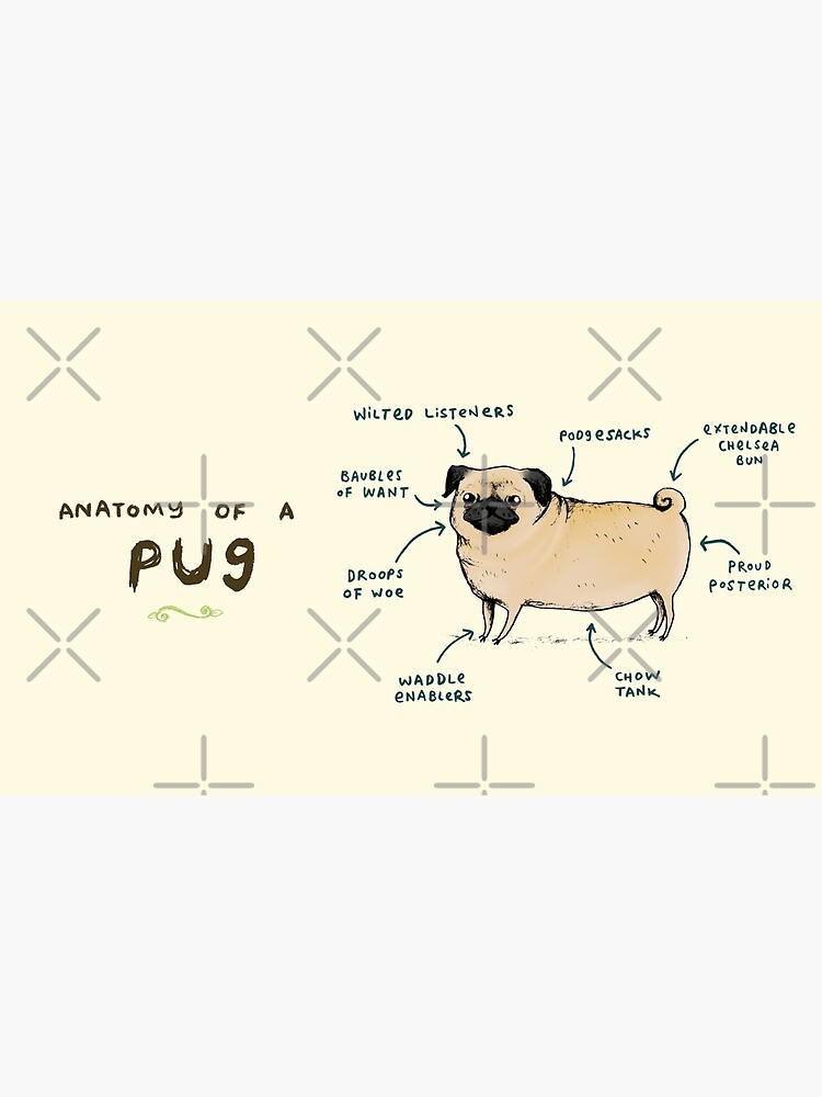 Anatomy of a Pug by SophieCorrigan