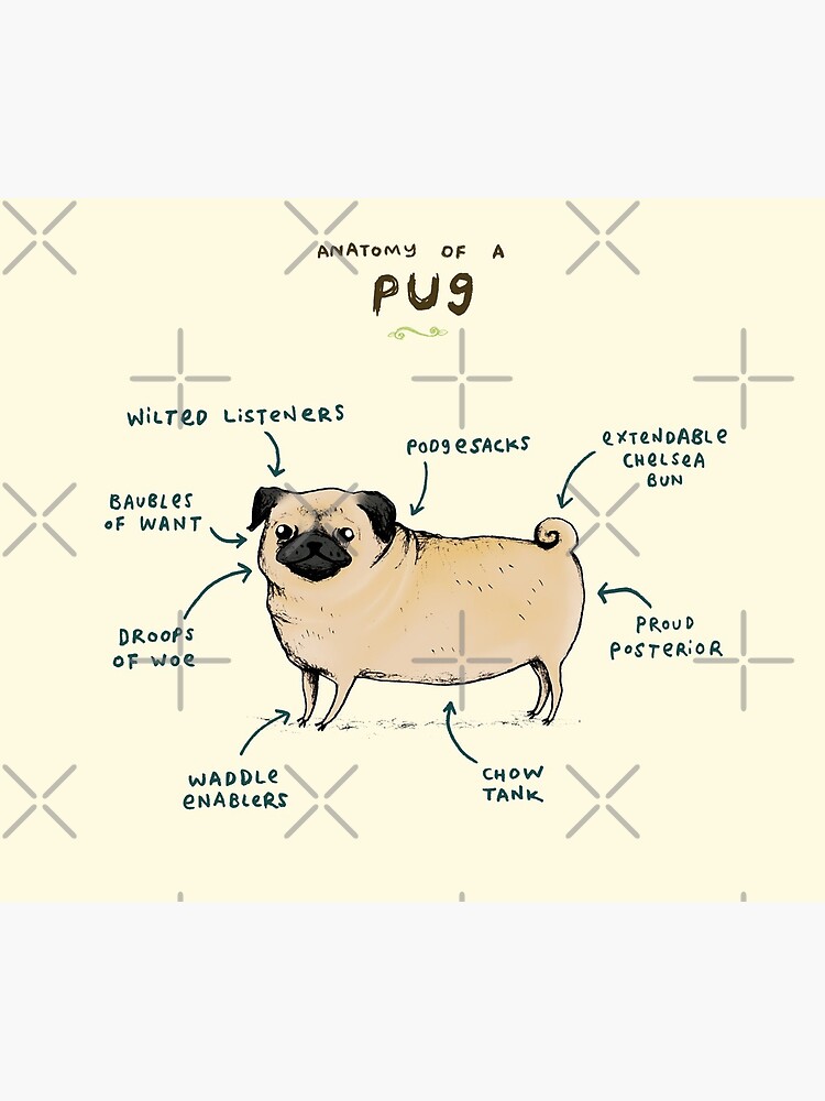Anatomy of a Pug by SophieCorrigan