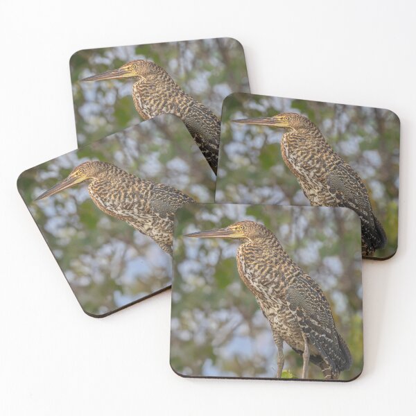 Item preview, Juvenile Rufescent Tiger Heron Pantanal Brazil designed and sold by PhotoArt by Joan Carroll.