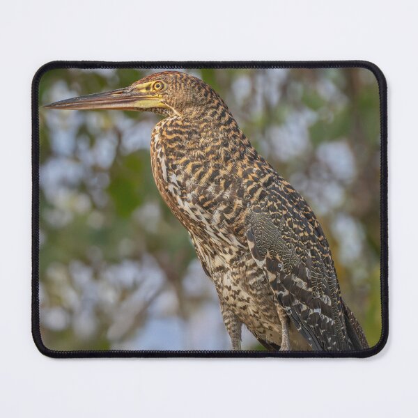 Item preview, Juvenile Rufescent Tiger Heron Pantanal Brazil designed and sold by PhotoArt by Joan Carroll.