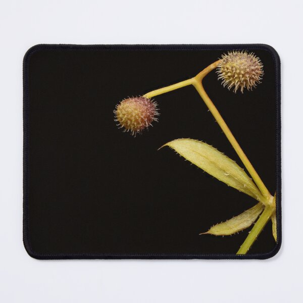Item preview, Macro of Wild Plant Seeds with Leaves on Black Background designed and sold by Goiko7Margarita.