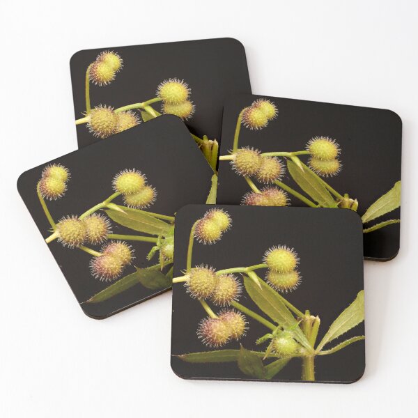 Item preview, Macro of Multiple Wild Plant Seed Heads with Leaves on Black Background designed and sold by Goiko7Margarita.