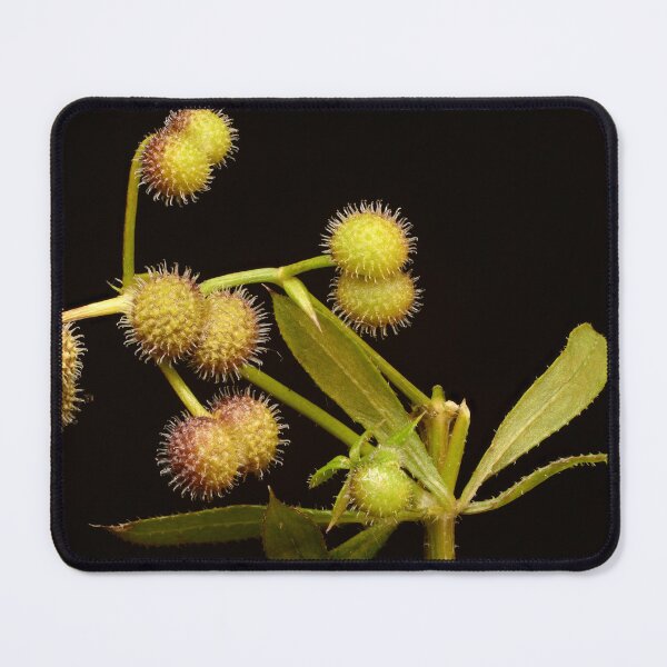 Item preview, Macro of Multiple Wild Plant Seed Heads with Leaves on Black Background designed and sold by Goiko7Margarita.