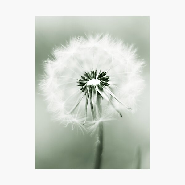 Item preview, Dandelions fill my yard designed and sold by Angela King Jones.