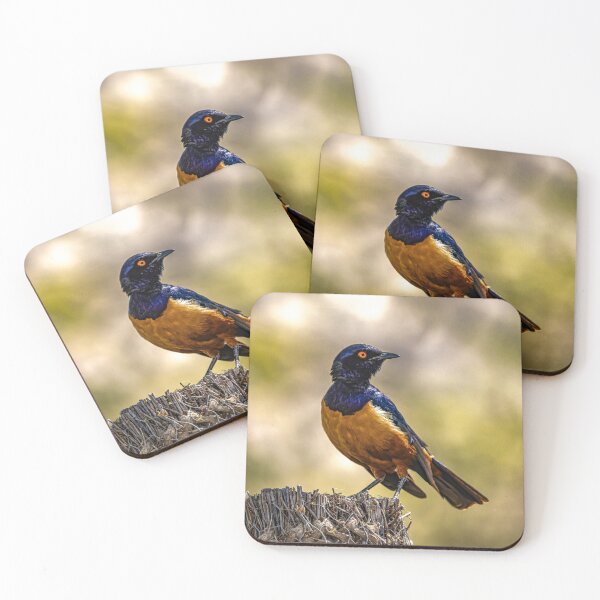 Item preview, Colorful starling bird Ngorongoro Tanzania wildlife photo designed and sold by Amanda's Factory.