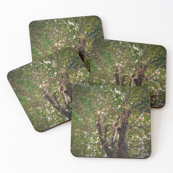Item preview, Tree designed and sold by Sérgio Rodrigues Garcez Filho.