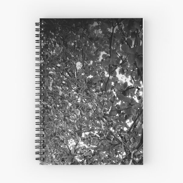 Item preview, Tree designed and sold by Sérgio Rodrigues Garcez Filho.