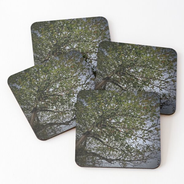 Item preview, Tree designed and sold by Sérgio Rodrigues Garcez Filho.