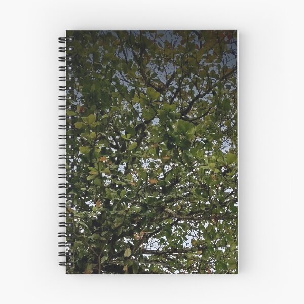 Item preview, Tree designed and sold by Sérgio Rodrigues Garcez Filho.