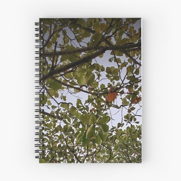 Item preview, Tree designed and sold by Sérgio Rodrigues Garcez Filho.