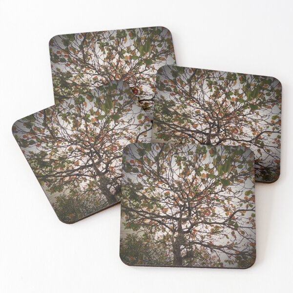 Item preview, Tree designed and sold by Sérgio Rodrigues Garcez Filho.