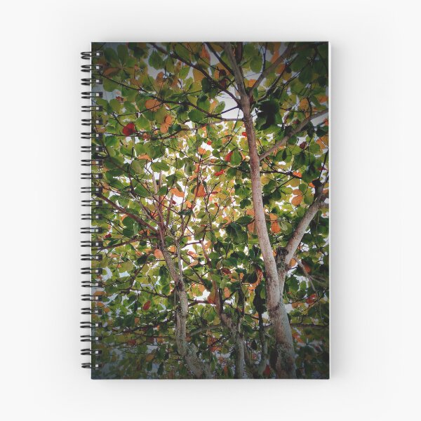 Item preview, Tree designed and sold by Sérgio Rodrigues Garcez Filho.