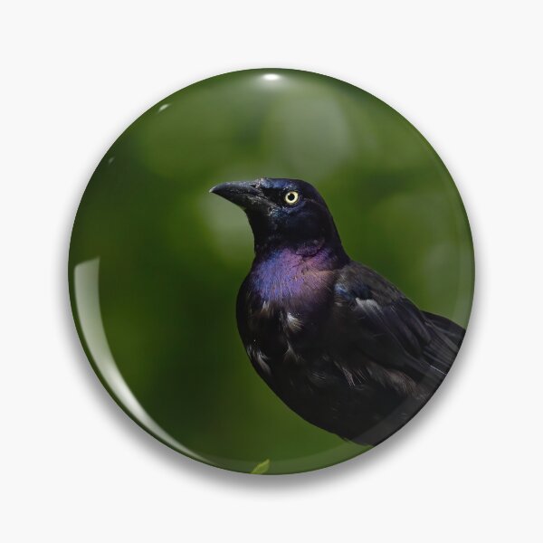Item preview, Common Grackle Shines designed and sold by Shannon Emmel .