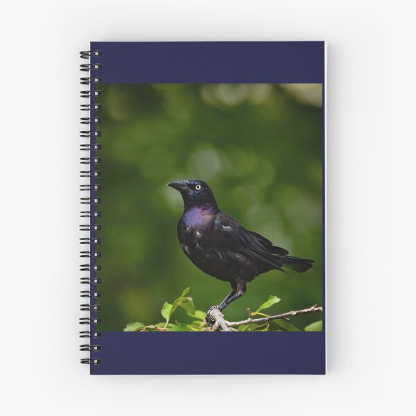 Item preview, Common Grackle Shines designed and sold by Shannon Emmel .