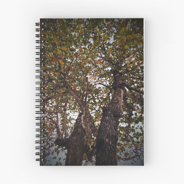 Item preview, Tree designed and sold by Sérgio Rodrigues Garcez Filho.