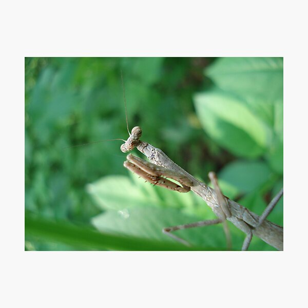 Get your own leaf! Photographic Print