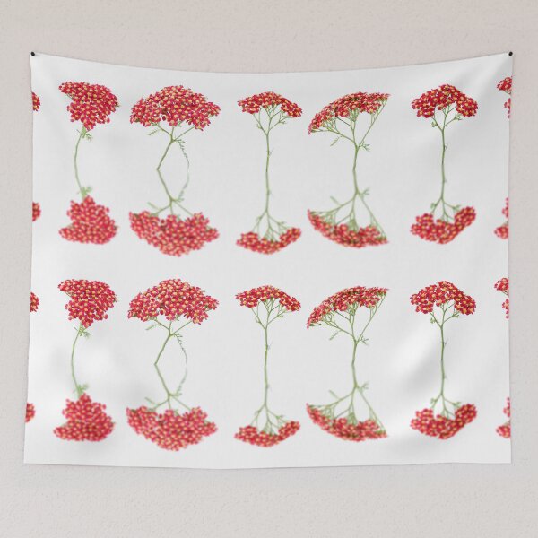 Item preview, Achillea  'Fanal'  Yarrow  Syn.  Achillea 'The Beacon'  designed and sold by Chris Burrows.