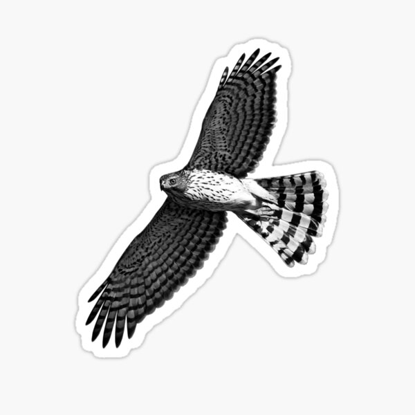Cooper's Hawk in Flight Sticker