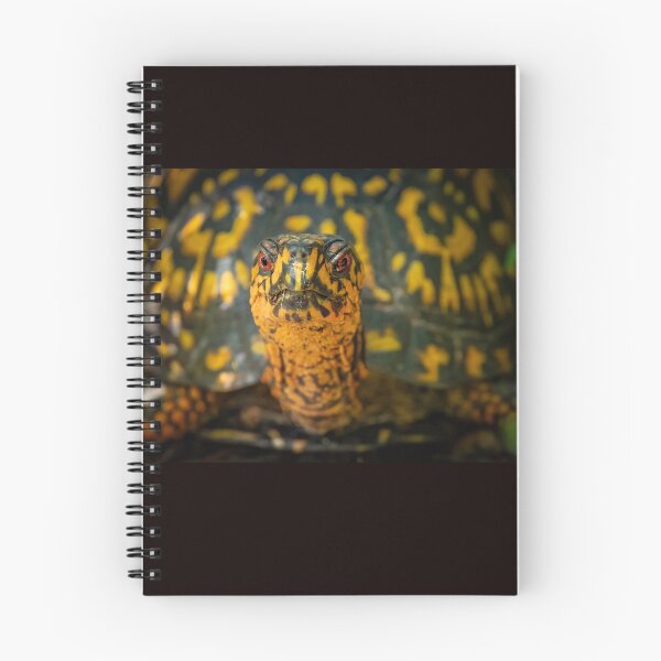 Item preview, Box Turtle Close-up designed and sold by Shannon Emmel .