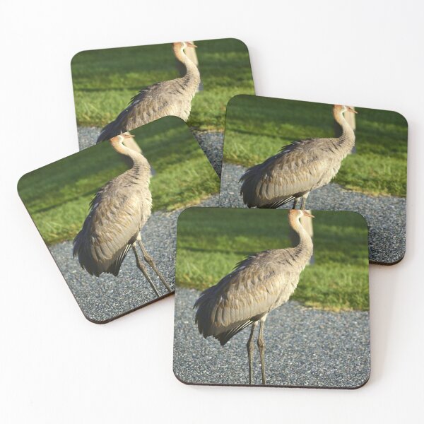 Item preview, Graceful Sandhill Crane in Sunlight designed and sold by MercerImages.