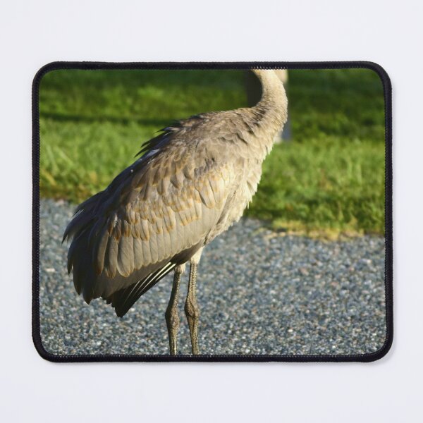 Item preview, Graceful Sandhill Crane in Sunlight designed and sold by MercerImages.
