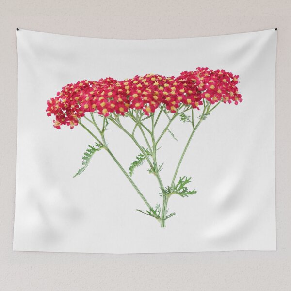 Item preview, Achillea 'Fanal' Yarrow Syn. Achillea 'The Beacon' designed and sold by Chris Burrows.